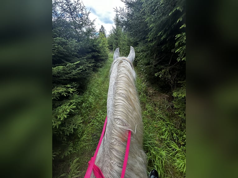 Arabo Egiziano Castrone 14 Anni 150 cm Grigio trotinato in Neumarkt am Wallersee