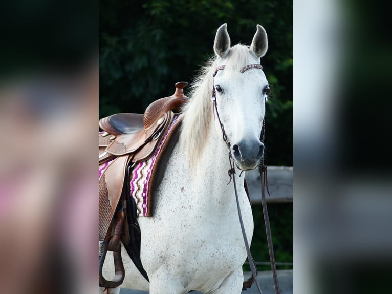 Arabo Egiziano Castrone 14 Anni 154 cm Grigio in Golmbach