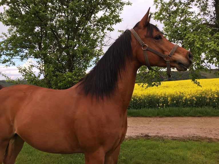 Arabo Egiziano Castrone 14 Anni 156 cm Baio in Sankt Goar