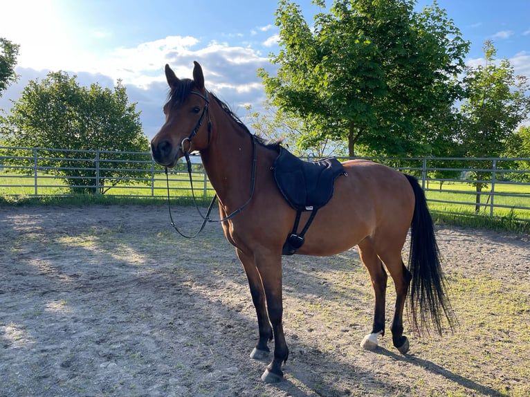 Arabo Egiziano Castrone 14 Anni 156 cm Baio in Sankt Goar