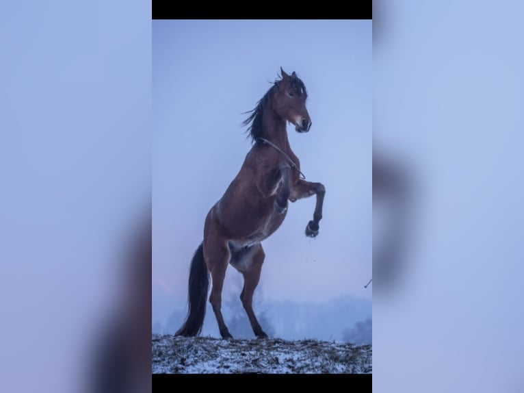 Arabo Egiziano Castrone 15 Anni 146 cm Baio in Freiburg im Breisgau