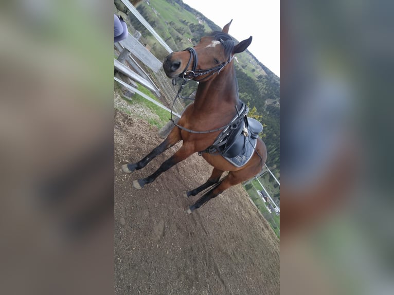 Arabo Egiziano Castrone 16 Anni 154 cm Baio in Schladming