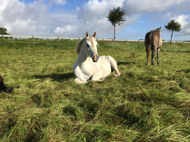 Arabo Egiziano Castrone 17 Anni 152 cm Grigio in Scheden