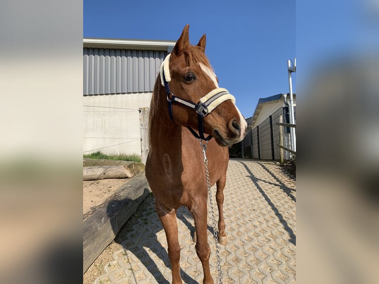 Arabo Egiziano Castrone 19 Anni 150 cm Sauro in Odenthal