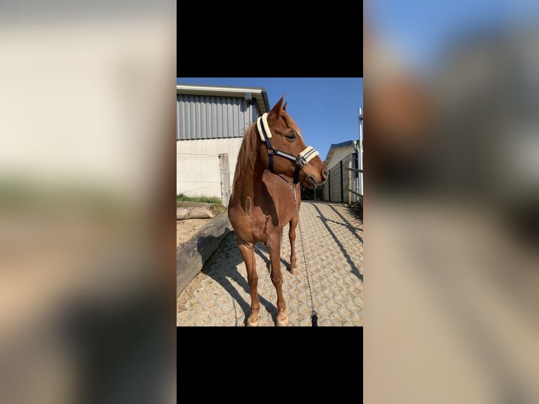 Arabo Egiziano Castrone 19 Anni 150 cm Sauro in Odenthal