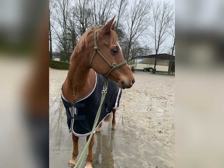 Arabo Egiziano Castrone 19 Anni 150 cm Sauro in Odenthal