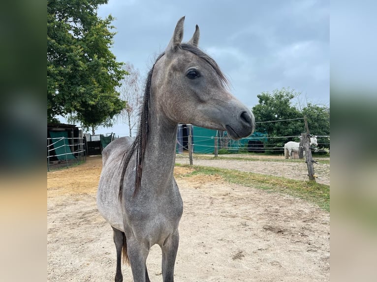 Arabo Egiziano Castrone 2 Anni 140 cm Grigio pezzato in Mönchengladbach