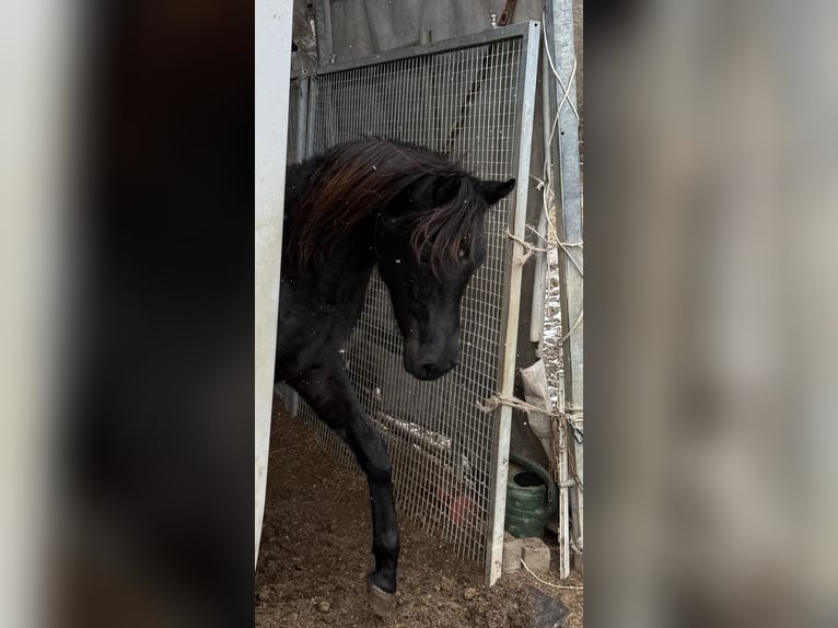 Arabo Egiziano Castrone 2 Anni Morello in Mengen