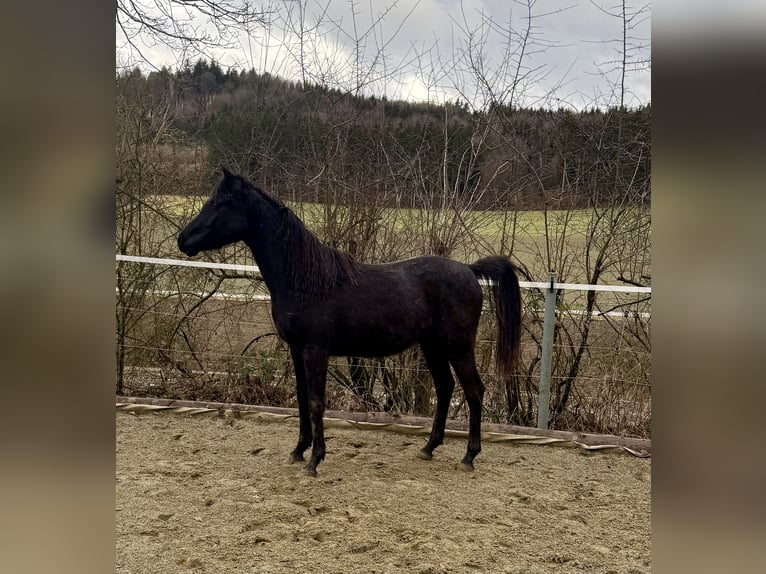 Arabo Egiziano Castrone 2 Anni Morello in Mengen
