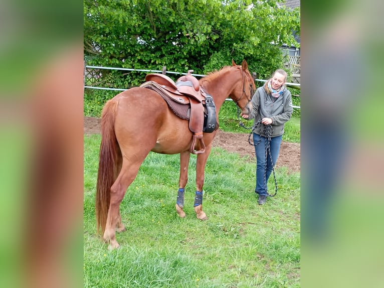 Arabo Egiziano Castrone 3 Anni 152 cm Sauro in Erftstadt