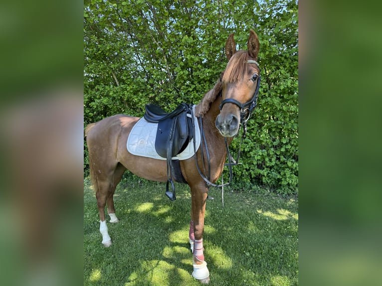 Arabo Egiziano Castrone 3 Anni 153 cm Sauro in Wilburgstetten
