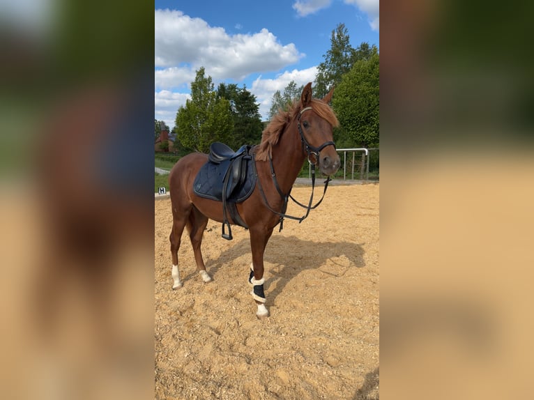 Arabo Egiziano Castrone 3 Anni 153 cm Sauro in Wilburgstetten