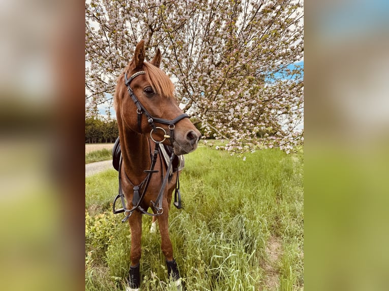 Arabo Egiziano Castrone 3 Anni 153 cm Sauro in Wilburgstetten