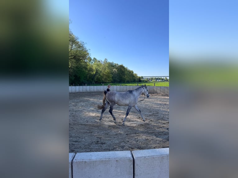 Arabo Egiziano Castrone 4 Anni 150 cm Grigio in Schollbrunn