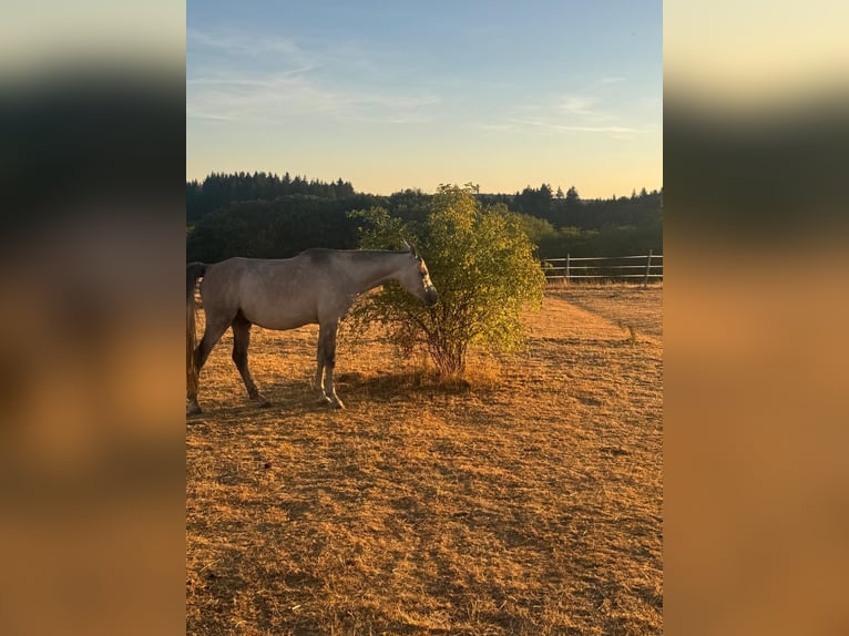Arabo Egiziano Castrone 4 Anni 150 cm Grigio in Schollbrunn