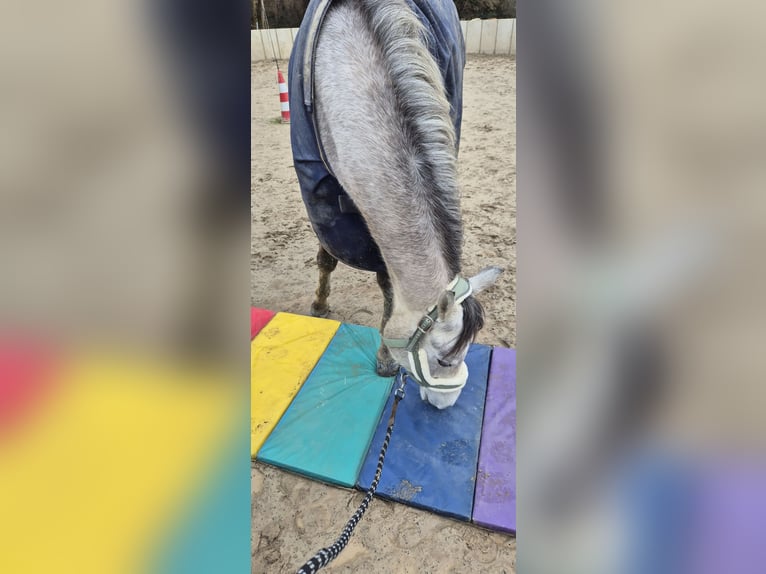 Arabo Egiziano Castrone 4 Anni 150 cm Grigio in Schollbrunn