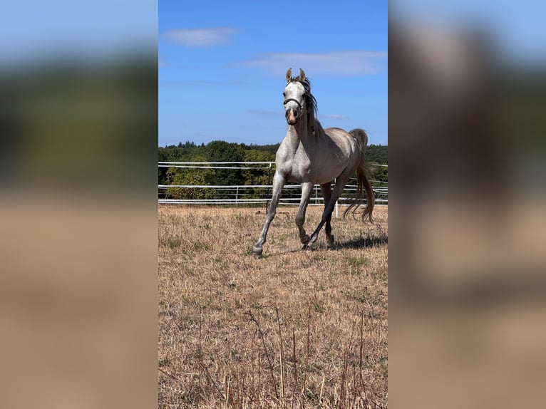 Arabo Egiziano Castrone 4 Anni 150 cm Grigio in Schollbrunn