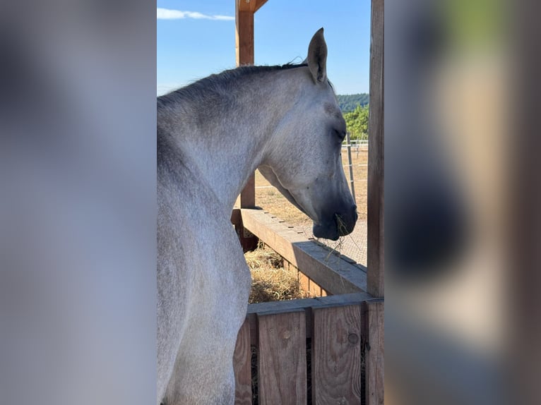 Arabo Egiziano Castrone 4 Anni 150 cm Grigio in Schollbrunn