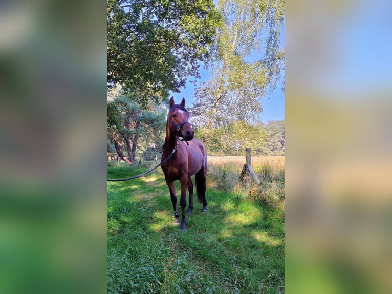 Arabo Egiziano Castrone 4 Anni 153 cm Baio in Putten