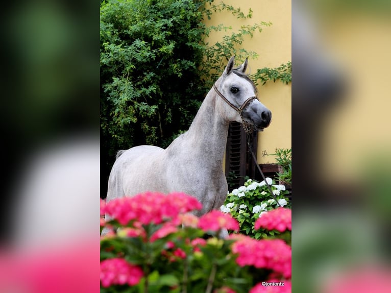 Arabo Egiziano Castrone 4 Anni 155 cm Grigio in Wassertrüdingen