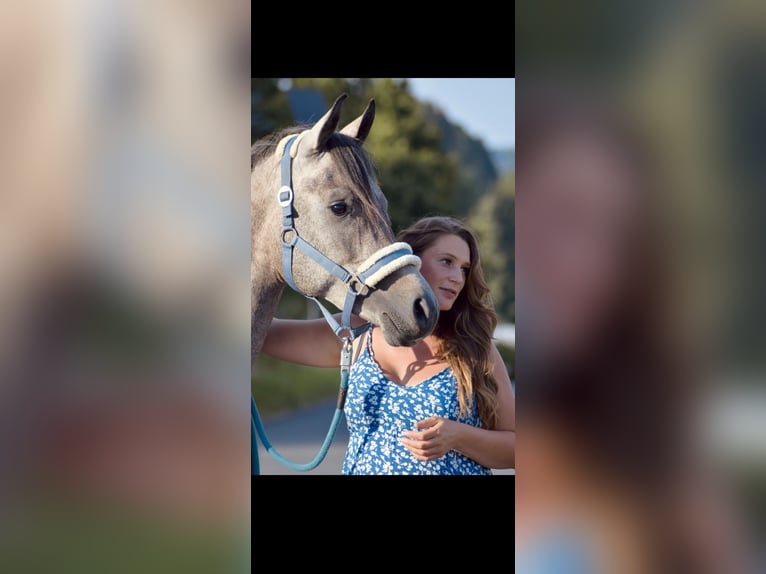 Arabo Egiziano Castrone 4 Anni 158 cm Grigio in Gladenbach