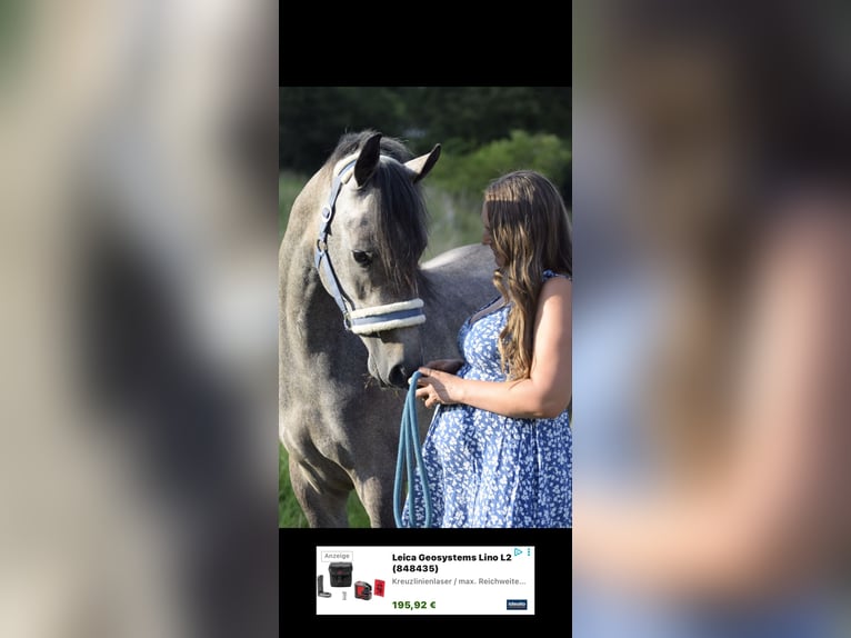 Arabo Egiziano Castrone 4 Anni 158 cm Grigio in Gladenbach