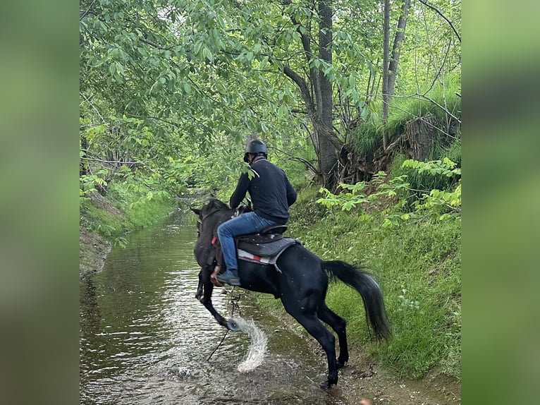 Arabo Egiziano Castrone 4 Anni 162 cm Morello in Gorla Minore