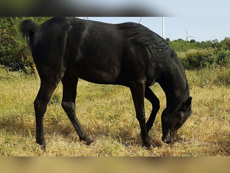 Arabo Egiziano Castrone 4 Anni 162 cm Morello in Gorla Minore