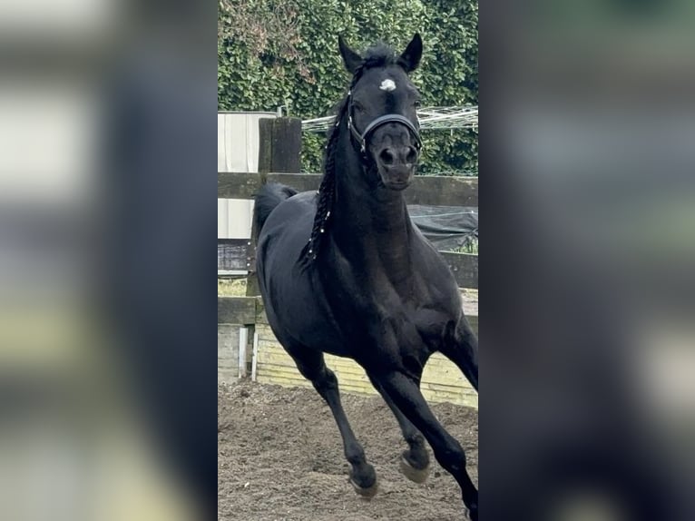 Arabo Egiziano Castrone 4 Anni 162 cm Morello in Gorla Minore