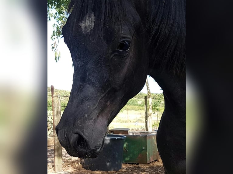 Arabo Egiziano Castrone 4 Anni 162 cm Morello in Gorla Minore