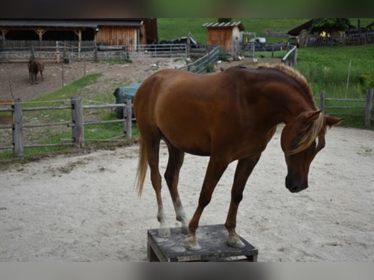 Arabo Egiziano Castrone 4 Anni 162 cm Sauro in Sexten