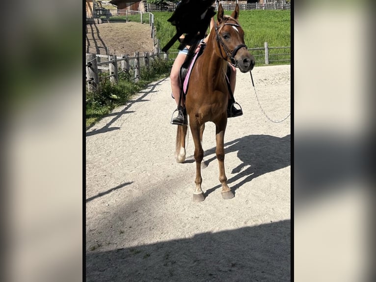 Arabo Egiziano Castrone 4 Anni Sauro in Sexten