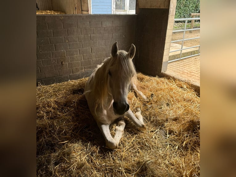 Arabo Egiziano Castrone 5 Anni 158 cm Grigio in M&#xF6;nchengladbac