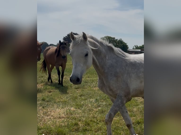 Arabo Egiziano Castrone 5 Anni 158 cm Grigio in M&#xF6;nchengladbac