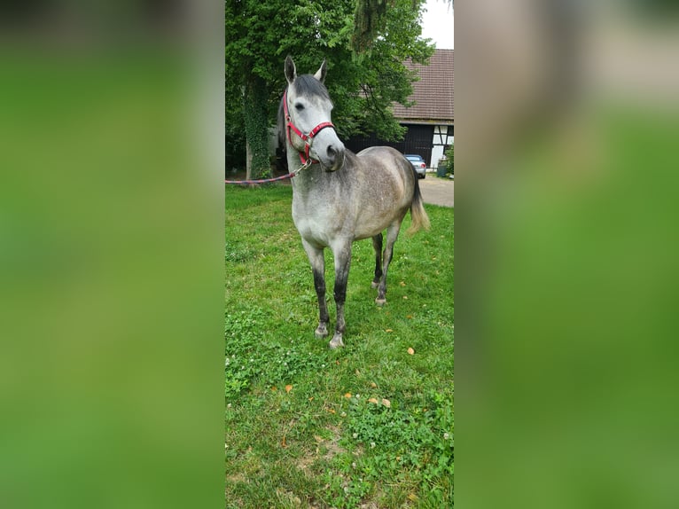 Arabo Egiziano Castrone 5 Anni 160 cm Grigio pezzato in Gerabronn