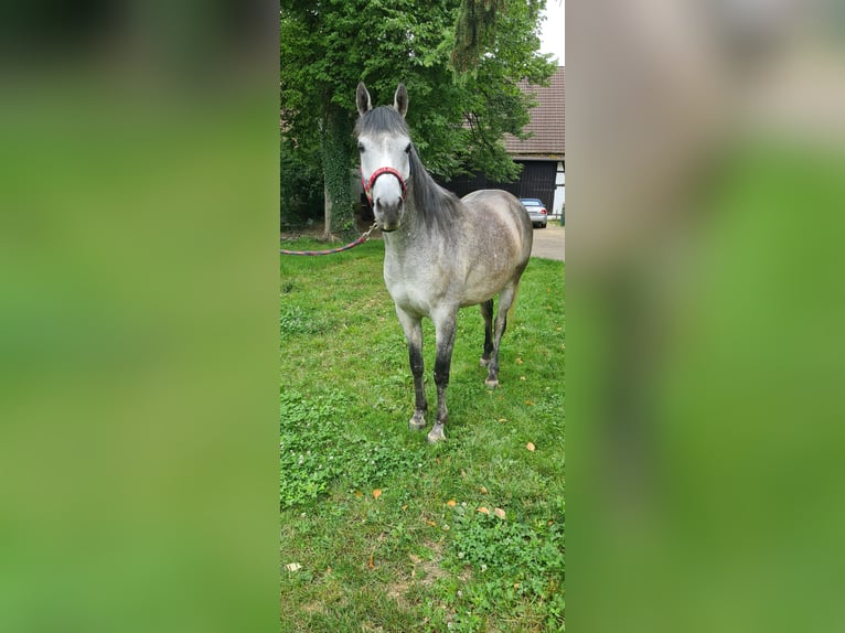 Arabo Egiziano Castrone 5 Anni 160 cm Grigio pezzato in Gerabronn