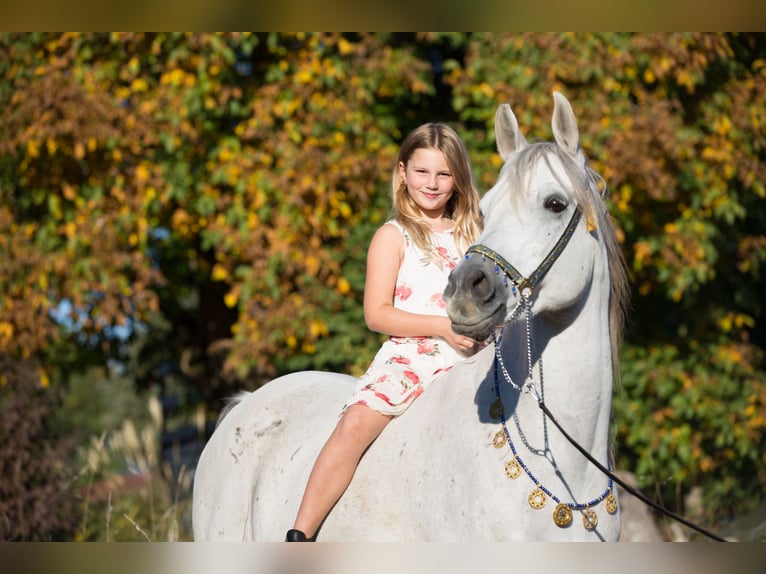 Arabo Egiziano Castrone 5 Anni 160 cm Grigio pezzato in Gerabronn