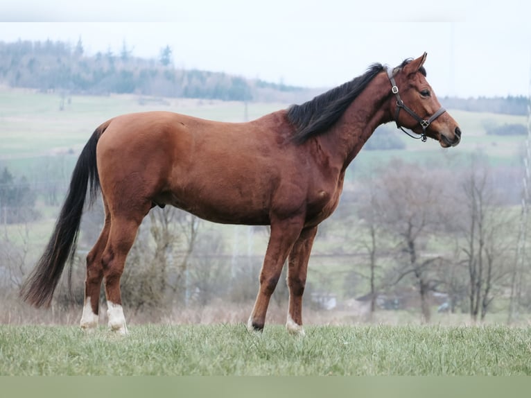 Arabo Egiziano Castrone 6 Anni 153 cm in Ulrichstein