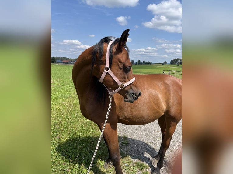 Arabo Egiziano Castrone 6 Anni 155 cm Baio in Dorfen bei Icking