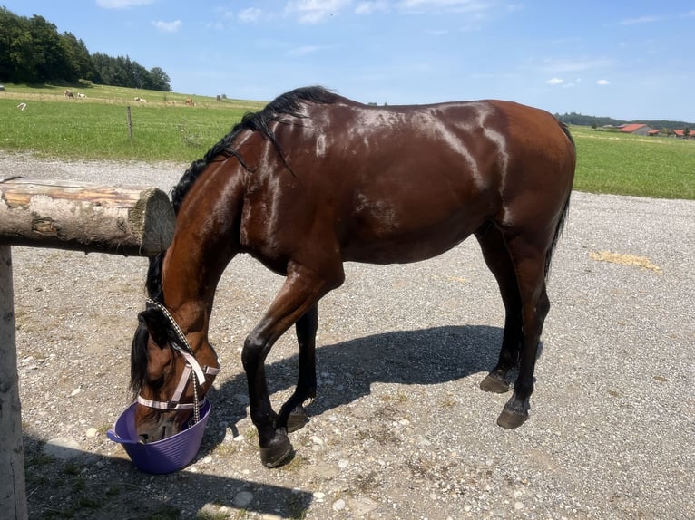 Arabo Egiziano Castrone 6 Anni 155 cm Baio in Dorfen bei Icking