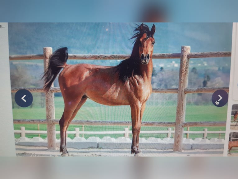 Arabo Egiziano Castrone 6 Anni 156 cm Baio in le Brassus