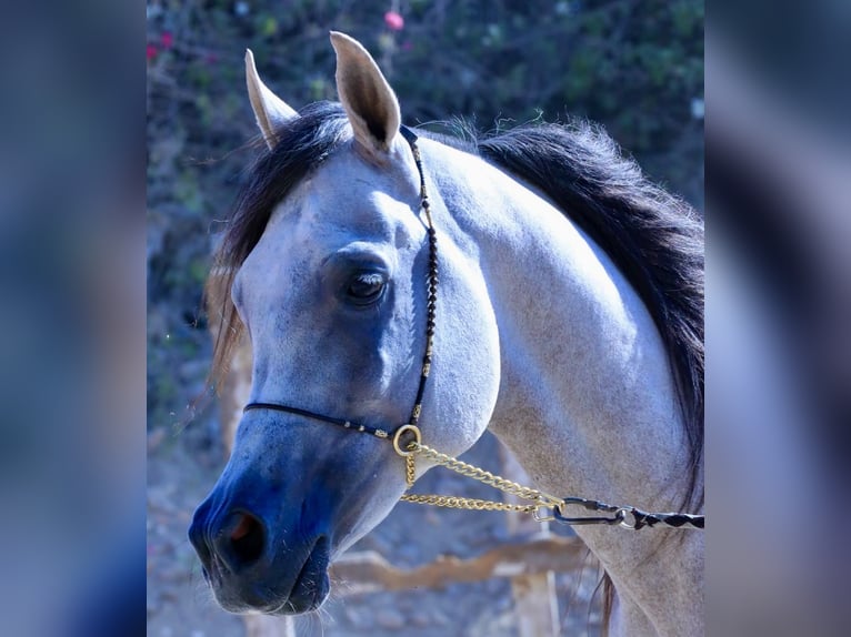 Arabo Egiziano Castrone 6 Anni 160 cm Bianco in Giza