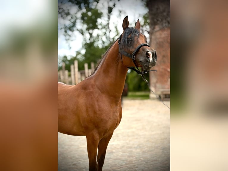 Arabo Egiziano Castrone 7 Anni 147 cm Baio in Eghezee