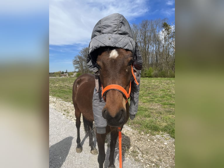 Arabo Egiziano Giumenta 10 Anni 146 cm Baio in Salzburg