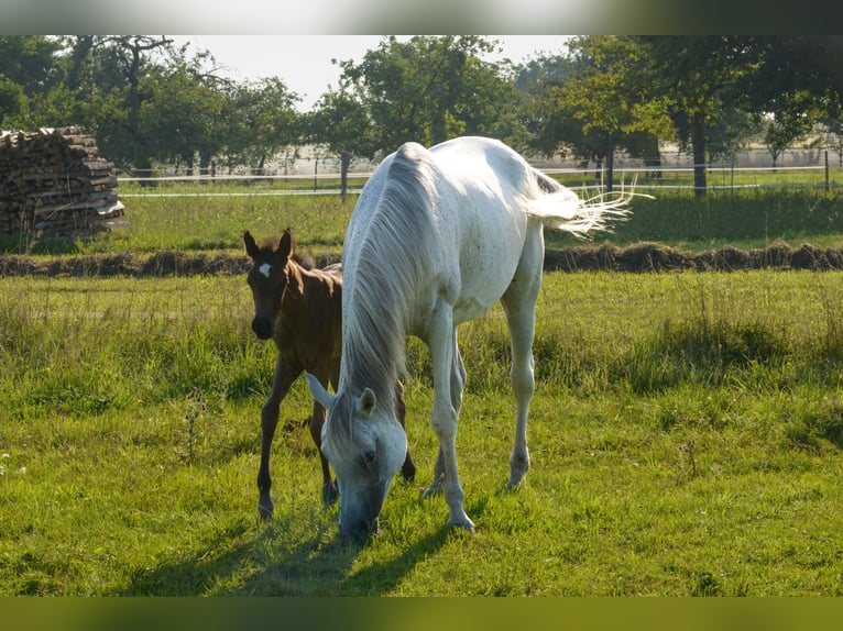 Arabo Egiziano Giumenta 11 Anni 153 cm Grigio trotinato in Neuried