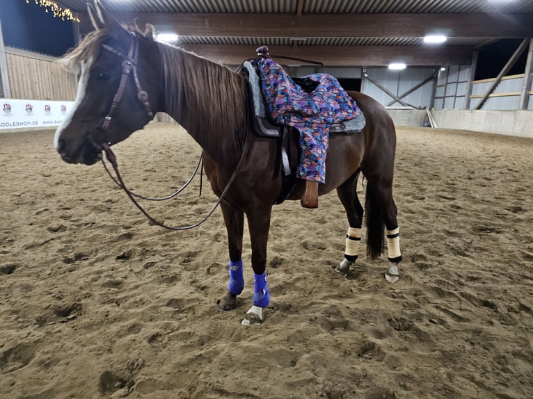 Arabo Egiziano Giumenta 13 Anni 146 cm Sauro in Sch&#xF6;nwalde-Glien