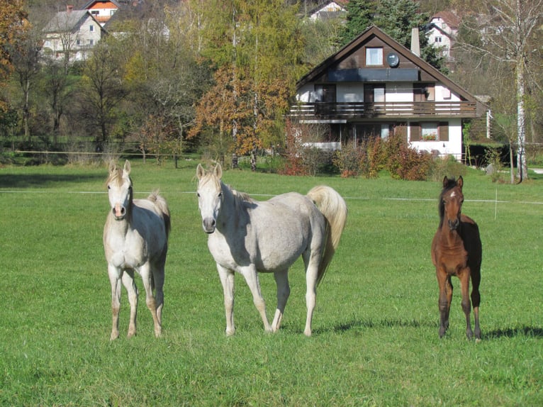 Arabo Egiziano Giumenta 13 Anni 150 cm Grigio in Bled