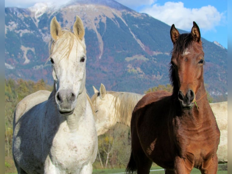 Arabo Egiziano Giumenta 13 Anni 150 cm Grigio in Bled