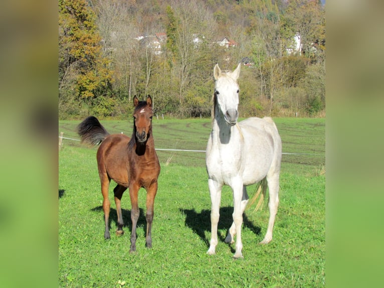 Arabo Egiziano Giumenta 13 Anni 150 cm Grigio in Bled