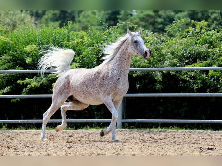 Arabo Egiziano Giumenta 13 Anni 157 cm Grigio trotinato in Freudenberg